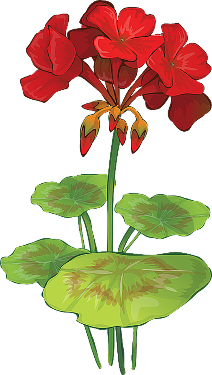 Grab This Free Summer Flower Clip Art - Geranium Flower Vector - Free Transparent PNG Clipart Images Download. - Transparent PNG Free Download
