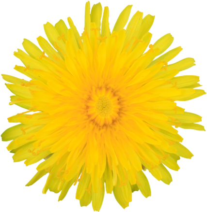 Dandelion Yellow Summer Flower Visible Center Layered - Dandelion Clipart No Background - Free Transparent PNG Clipart Images Download. - Transparent PNG Free Download