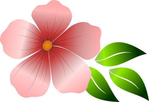 Flower, Pink Flower, Spring, Summer - Flores Rosadas Vectores Png - Free Transparent PNG Clipart Images Download. - Transparent PNG Free Download
