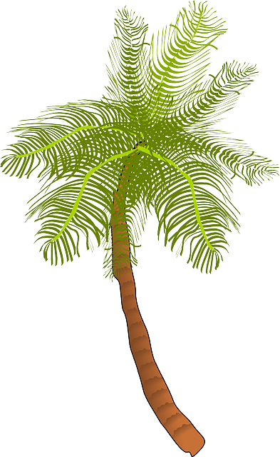 Palm, Tree, Ocean, Summer, Vacation, Beach, Palm Leaf - Coconut Tree Clip Art - Free Transparent PNG Clipart Images Download. - Transparent PNG Free Download