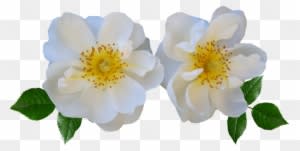 Flowers, Rose, White, Summer - Stock.xchng - Free Transparent PNG Clipart Images Download. - Transparent PNG Free Download
