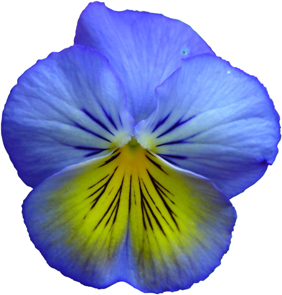 Pansy, Flower, Flowers, Summer Flowers, Purple, Nature - Blue And Yellow Flowers - Free Transparent PNG Clipart Images Download. - Transparent PNG Free Download