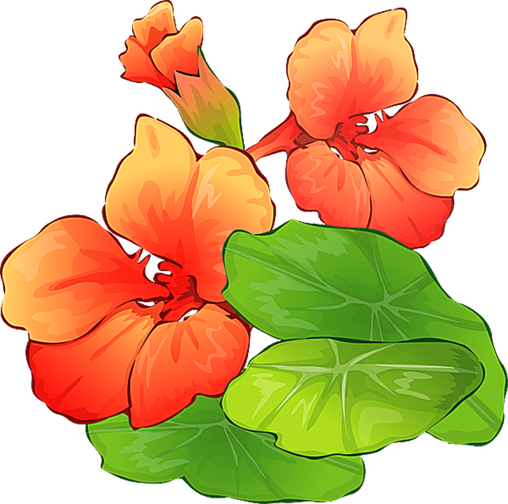 Grab This Free Summer Flower Clip Art - Nasturtium Clipart - Free Transparent PNG Clipart Images Download. - Transparent PNG Free Download