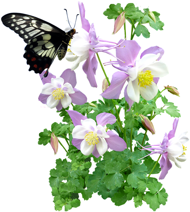 Butterfly, Insect, Flowers, Summer - Music Recital Programs - Free Transparent PNG Clipart Images Download. - Transparent PNG Free Download