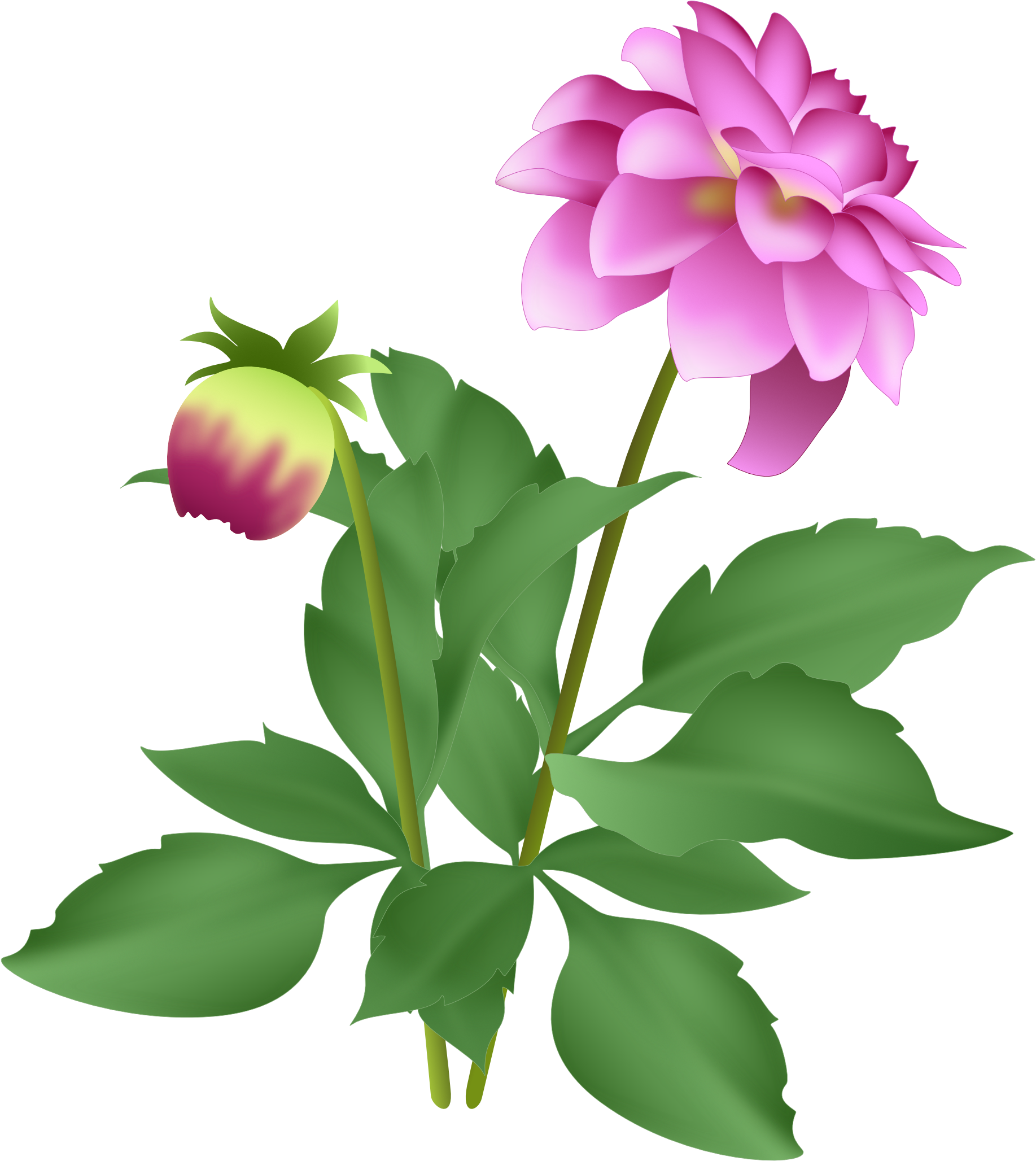 As Long As I Keep Dead Heading, It Continues To Flower - Dahlia - Free Transparent PNG Clipart Images Download. - Transparent PNG Free Download