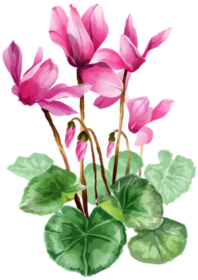 Grab This Free Summer Flower Clip Art - シクラメン イラスト 無料 - Free Transparent PNG Clipart Images Download. - Transparent PNG Free Download