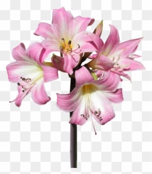Belladonna, Lily, Flower, Summer, Bloom - Belladonna Lily Png - Free Transparent PNG Clipart Images Download. - Summer Transparent PNG Free Download