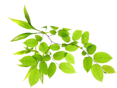 Summer Forest, - Green Shoots Of Recovery - Free Transparent PNG Clipart Images Download. - Transparent PNG Free Download