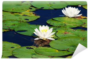 Beautiful Summer Pond Lilies In Bloom On A Summer Day - Water Lily - Free Transparent PNG Clipart Images Download. - Transparent PNG Free Download