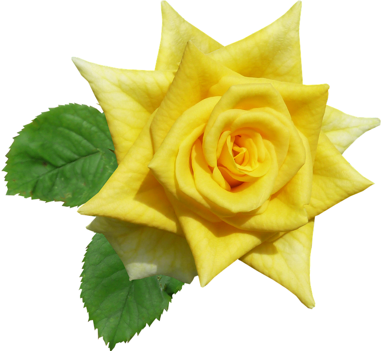 Rose, Yellow, Flower, Summer - Yellow - Free Transparent PNG Clipart Images Download. - Transparent PNG Free Download