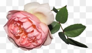 Flower, Rose, Summer, Cut Out - Rose - Free Transparent PNG Clipart Images Download. - Summer Transparent PNG Free Download