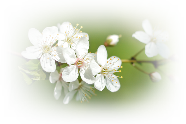 At Beltane We Celebrate The Fertile Height Of Spring - Cherry Blossom - Free Transparent PNG Clipart Images Download. - Transparent PNG Free Download