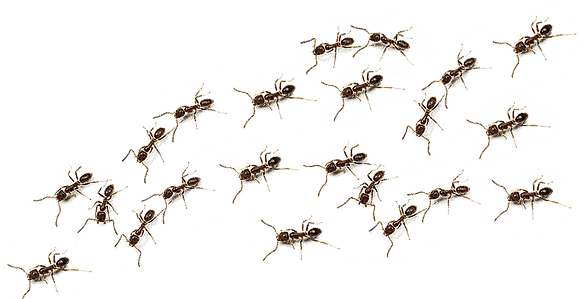 Maybe Summer Rain Turns Into A Clear Blue Sky - Western Conifer Seed Bug - Free Transparent PNG Clipart Images Download. - Transparent PNG Free Download