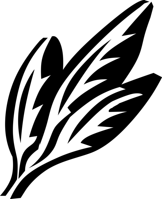 Vector Illustration Of Summer Savory Annual Herb Spice - Vector Illustration Of Summer Savory Annual Herb Spice - Free Transparent PNG Clipart Images Download. - Transparent PNG Free Download