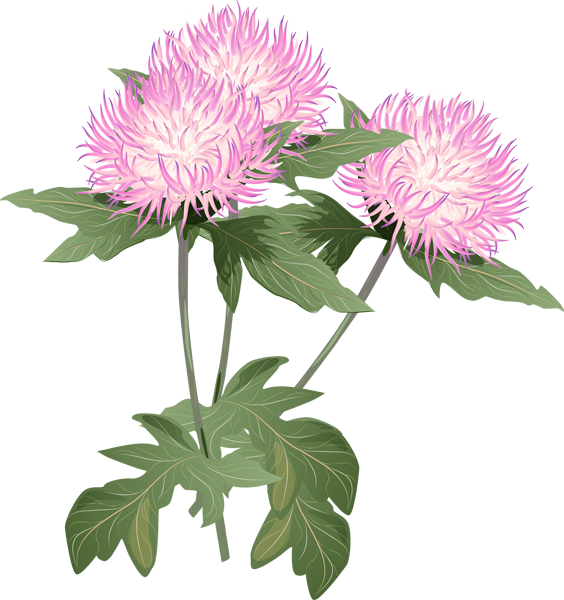 A Bouquet Of Summer Flowers Clip Art - Thistle Flower Clipart - Free Transparent PNG Clipart Images Download. - Transparent PNG Free Download