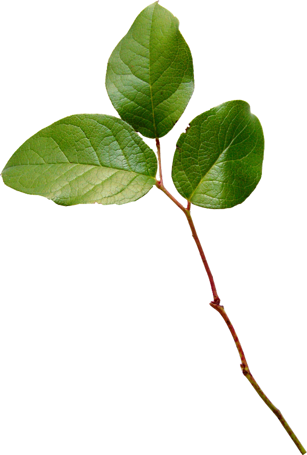 Find This Pin And More On Summer By Lunkina27 - Portable Network Graphics - Free Transparent PNG Clipart Images Download. - Transparent PNG Free Download