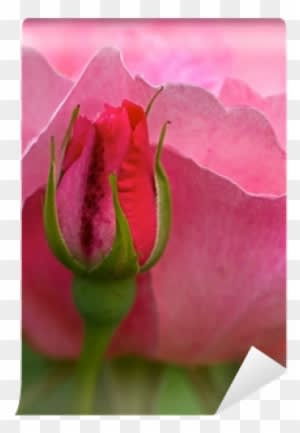 Pink Rose Flower With Bud In Summer - Hybrid Tea Rose - Free Transparent PNG Clipart Images Download. - Summer Transparent PNG Free Download