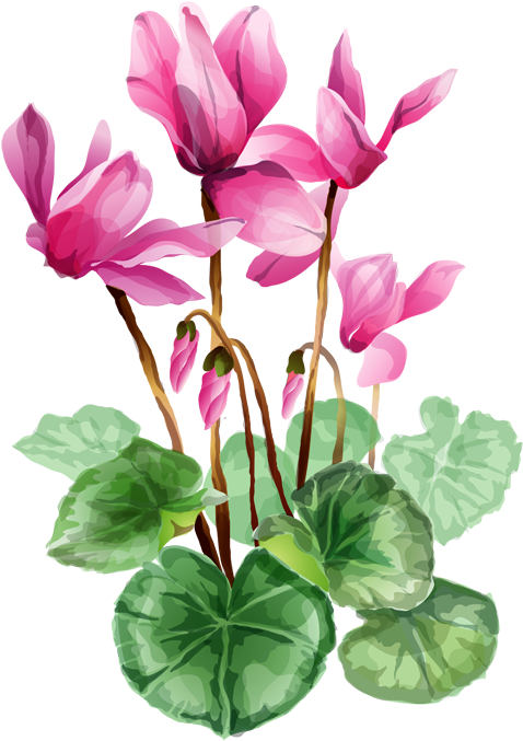 Grab This Free Summer Flower Clip Art - Cyclamen Clipart - Free Transparent PNG Clipart Images Download. - Transparent PNG Free Download