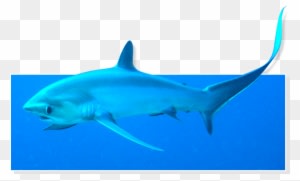 Fun Sun Summer Raffle Fun Sun Summer Raffle - Fun Sun Summer Raffle Fun Sun Summer Raffle - Free Transparent PNG Clipart Images Download. - Summer Transparent PNG Free Download