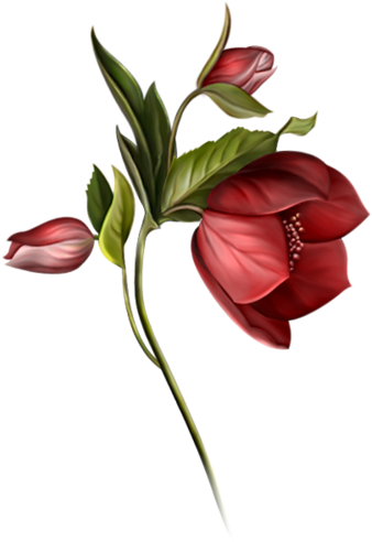 Indian Summer - The Holy King James Bible - Free Transparent PNG Clipart Images Download. - Transparent PNG Free Download