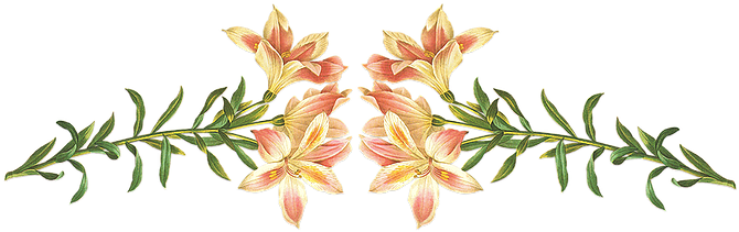 The Summer House - Giclee Painting: Langlois' Alstroemeria Pelegrina, - Free Transparent PNG Clipart Images Download. - Transparent PNG Free Download