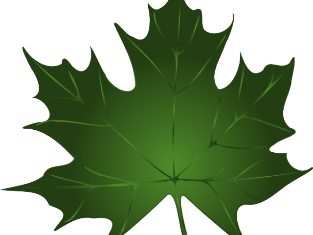 Maple Leaf Clipart Summer - Maple Leaf Clipart Summer - Free Transparent PNG Clipart Images Download. - Transparent PNG Free Download