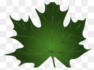 Maple Leaf Clipart Summer - Maple Leaf Clipart Summer - Free Transparent PNG Clipart Images Download. - Transparent PNG Free Download
