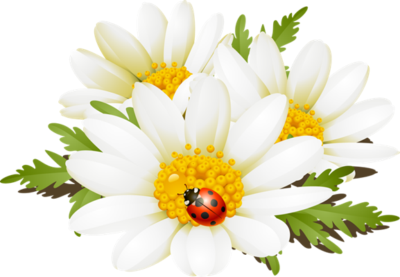 Summer Flowers Clip Art - Summer Flower Clip Art Transparent PNG - 577x400 - Free Download on - Transparent PNG Free Download