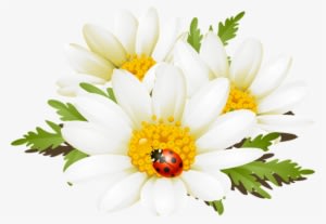 Summer Flowers Clip Art - Summer Flower Clip Art Transparent PNG - 577x400 - Free Download on - Summer Transparent PNG Free Download