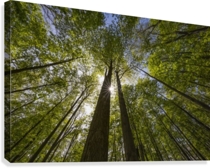 An Ontario Maple Forest In Summer With The Sun Shining - Ontario Maple Forest In Summer Transparent PNG - 429x344 - Free Download on - Transparent PNG Free Download