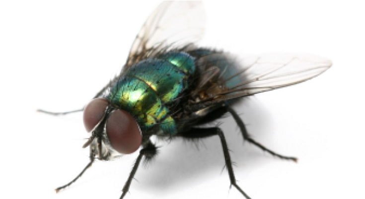 House Fly Png - Summer Annoying Creatures Meme Transparent PNG - 800x400 - Free Download on - Transparent PNG Free Download