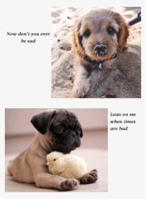 2 - Dog Summer Transparent PNG - 550x752 - Free Download on - Transparent PNG Free Download