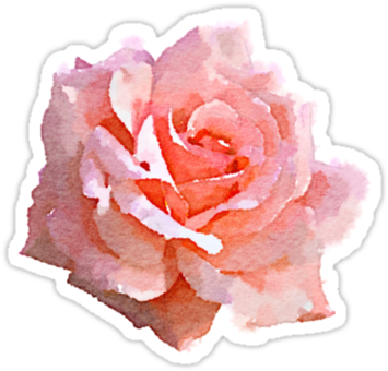 Tumblr Png Summer Graphic Black And White Stock - Pink Roses Watercolor Png Transparent PNG - 375x360 - Free Download on - Transparent PNG Free Download