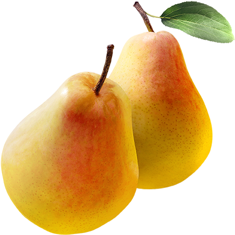 Come And Visit Peters Orchards In The Fall For The - Clapp's Favorite Pear Transparent PNG - 554x597 - Free Download on - Transparent PNG Free Download