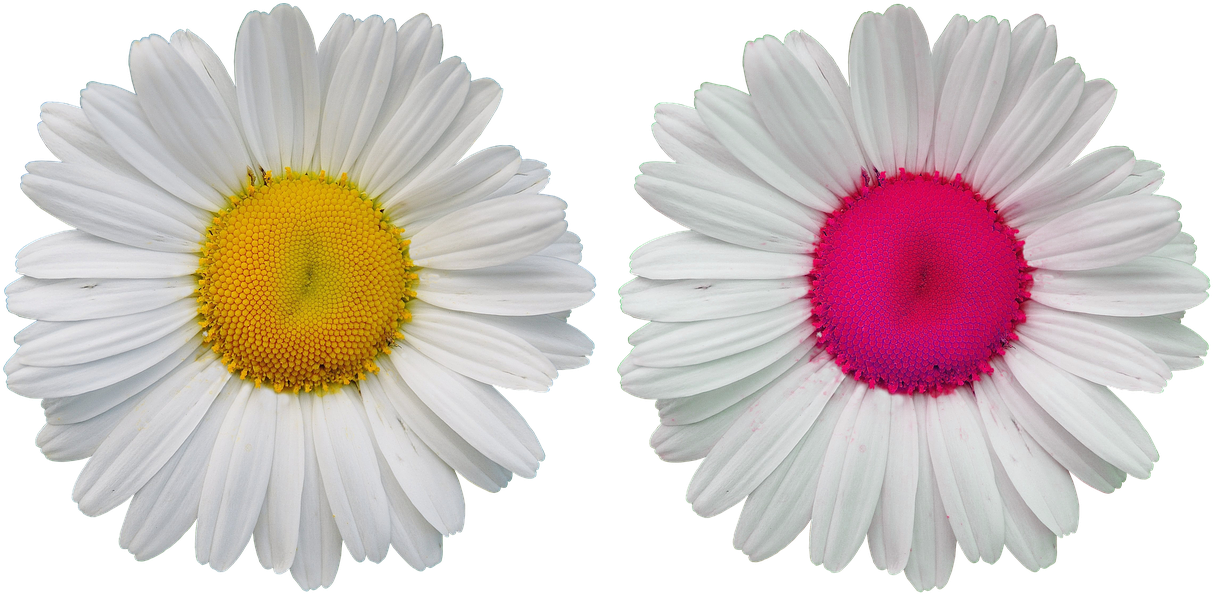 Tear-out Coloring Greeting Cards For Adults And M Transparent PNG - 1280x630 - Free Download on - Transparent PNG Free Download