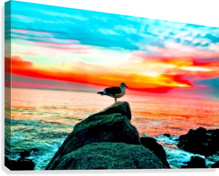Seagull Bird On The Stone With Ocean Sunset Sky Background - Canvas Print Transparent PNG - 429x344 - Free Download on - Transparent PNG Free Download