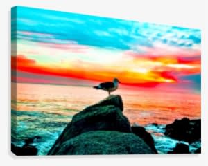 Seagull Bird On The Stone With Ocean Sunset Sky Background - Canvas Print Transparent PNG - 429x344 - Free Download on - Transparent PNG Free Download