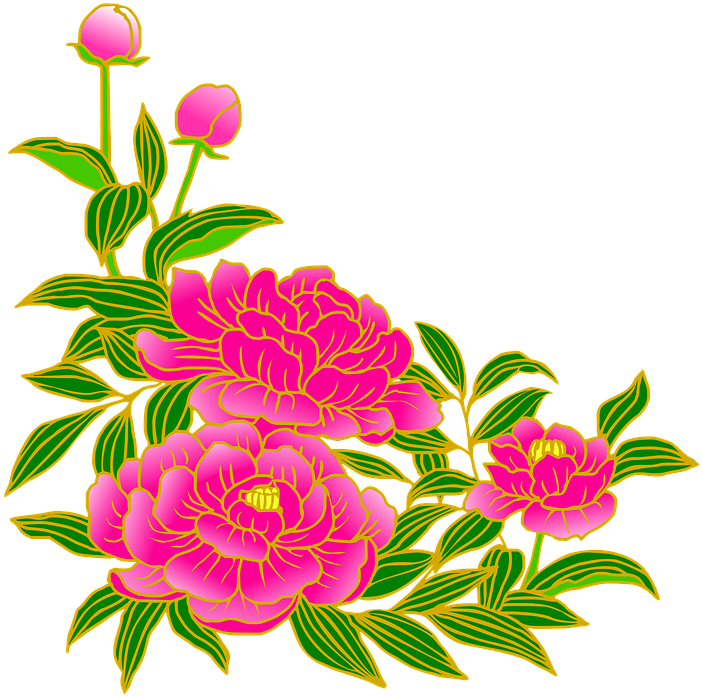Peony, Pink, Gay, Flowers, Summer, Japanese Style - 芍薬 の 花 イラスト Transparent PNG - 720x720 - Free Download on - Transparent PNG Free Download