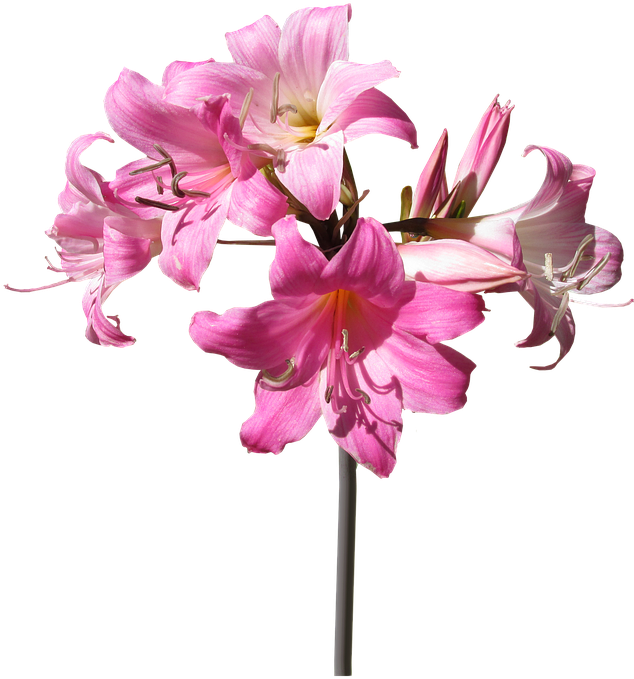 Belladonna, Lily, Flower, Stem, Summer - Stem And Flower Png Transparent PNG - 648x720 - Free Download on - Transparent PNG Free Download