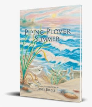 Piping Plover Summer - Piping Plover Summer [book] Transparent PNG - 500x400 - Free Download on - Transparent PNG Free Download