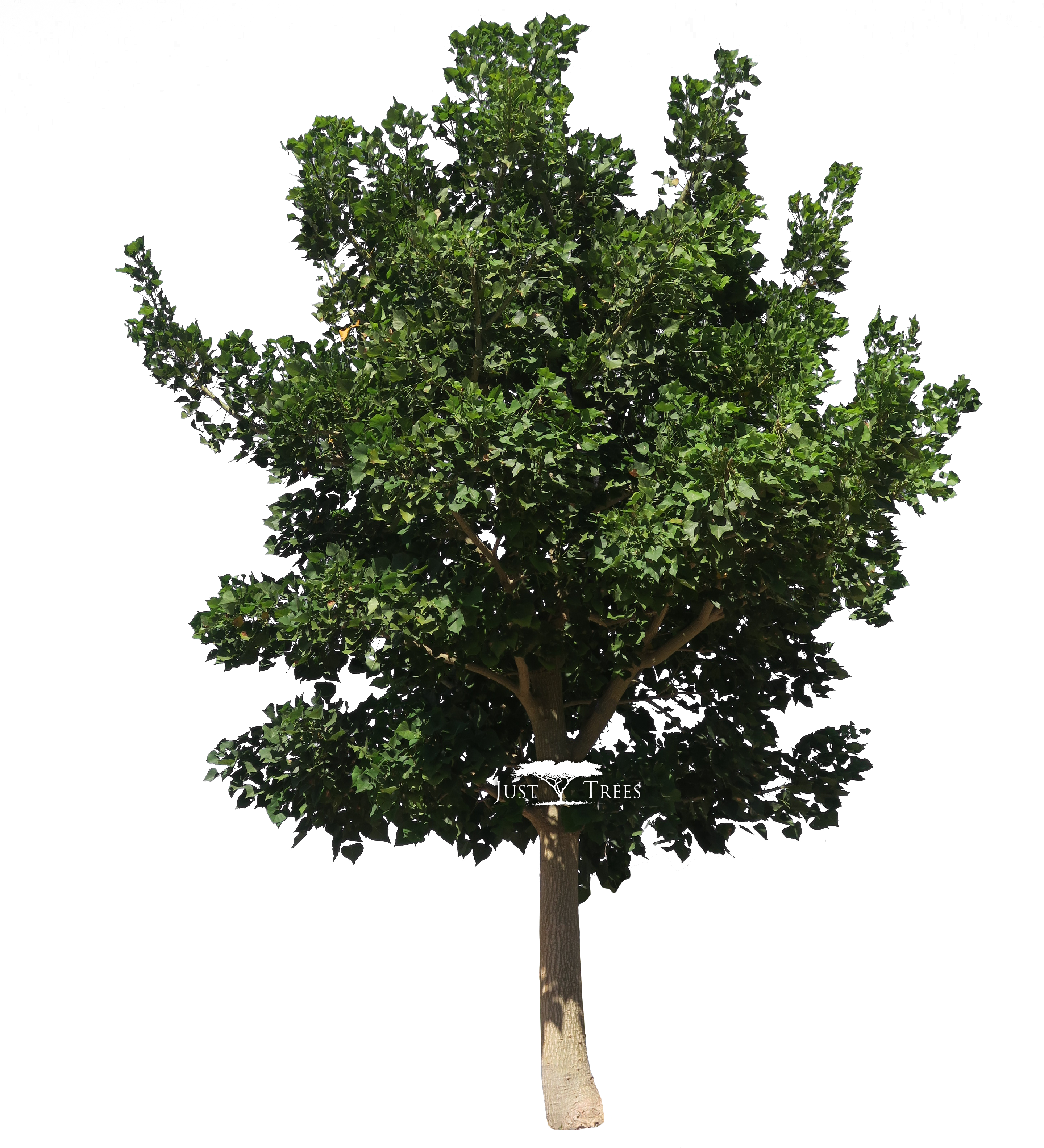 Erythrina Caffra - Prunus Africana Tree Transparent PNG - 2880x3310 - Free Download on - Summer Transparent PNG Free Download