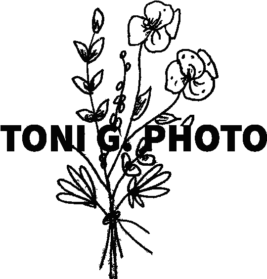 Adventurous Desert Engagement In Joshua Tree National Transparent PNG - 590x583 - Free Download on - Transparent PNG Free Download