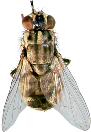 Tigger's Favorite Summer Products For Horses And Dogs - Horse Transparent PNG - 300x450 - Free Download on - Transparent PNG Free Download