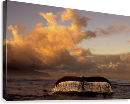 Humpback Whale Tail In Water Southeast Ak Digital Original - Posterazzi Humpback Whale Tail In Water Southeast Ak Transparent PNG - 428x344 - Free Download on - Transparent PNG Free Download