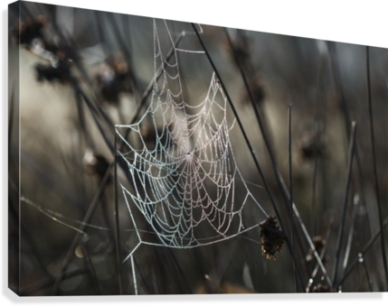 A Spider's Web Collects Dew On A Summer Morning - Posterazzi A Spiders Web Collects Dew On A Summer Morning Transparent PNG - 429x339 - Free Download on - Transparent PNG Free Download