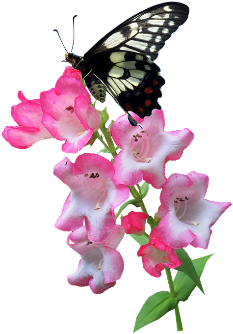 Butterfly, Flower, Summer, Plant, Insect - Mariposa Con Flor Png Transparent PNG - 480x720 - Free Download on - Transparent PNG Free Download