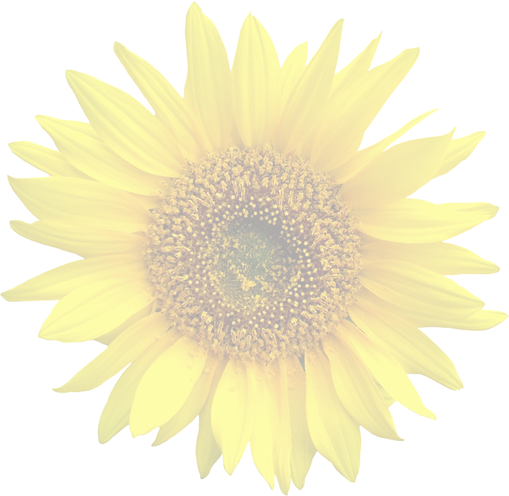 Framed Art For Your Wall Isolated Graphic Sun Flower - Transparente Girassol Png Transparent PNG - 739x720 - Free Download on - Transparent PNG Free Download