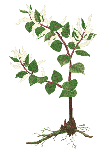 Summer - Japanese Knotweed Transparent PNG - 389x550 - Free Download on - Transparent PNG Free Download