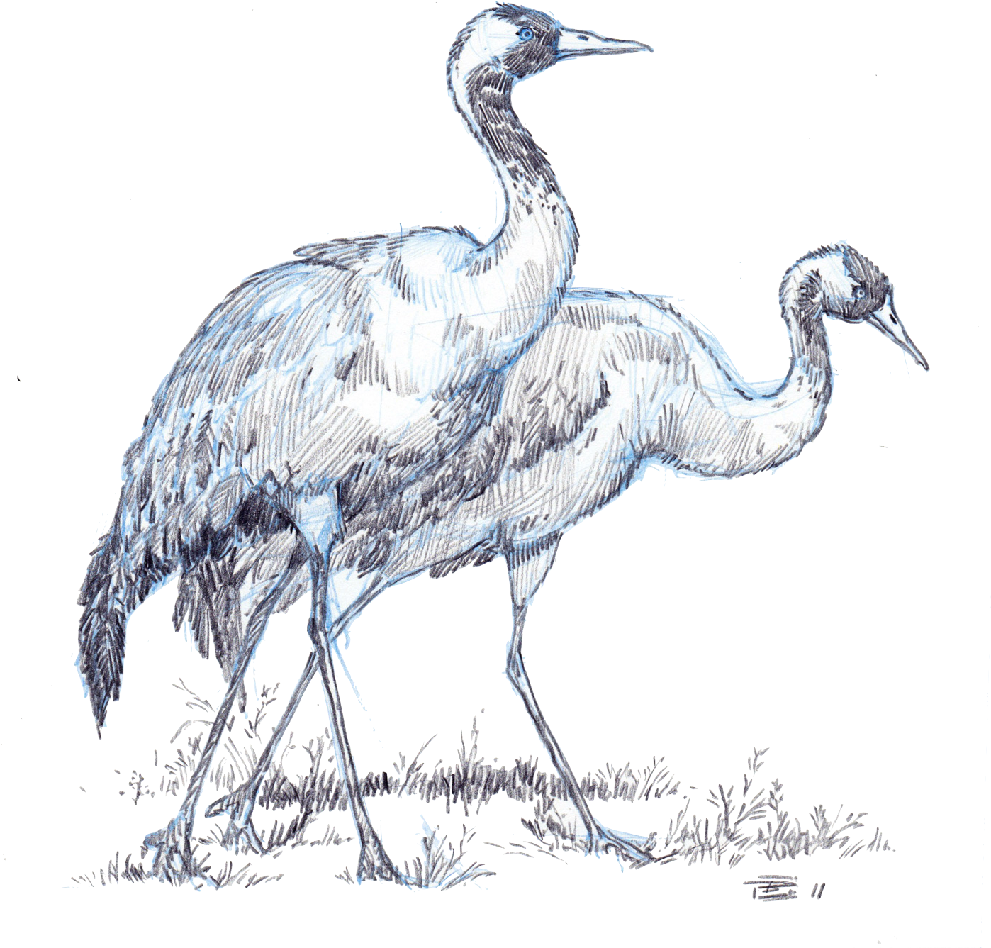 These North American Birds Enjoy Breeding In Fresh - Crane Transparent PNG - 1400x1498 - Free Download on - Summer Transparent PNG Free Download