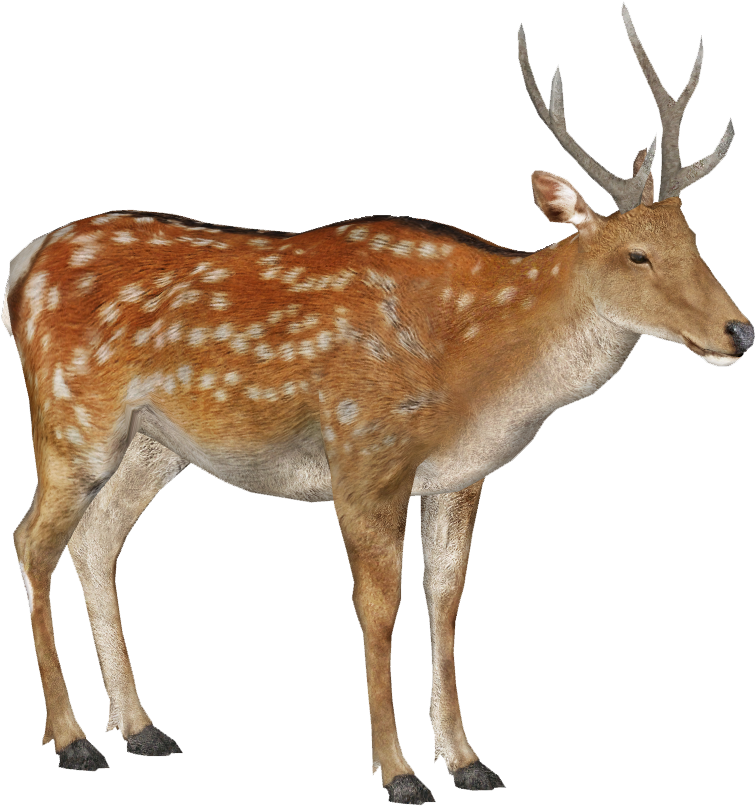 Sika Deer Male Summer 3 - Male Sika Deer Transparent PNG - 829x886 - Free Download on - Summer Transparent PNG Free Download